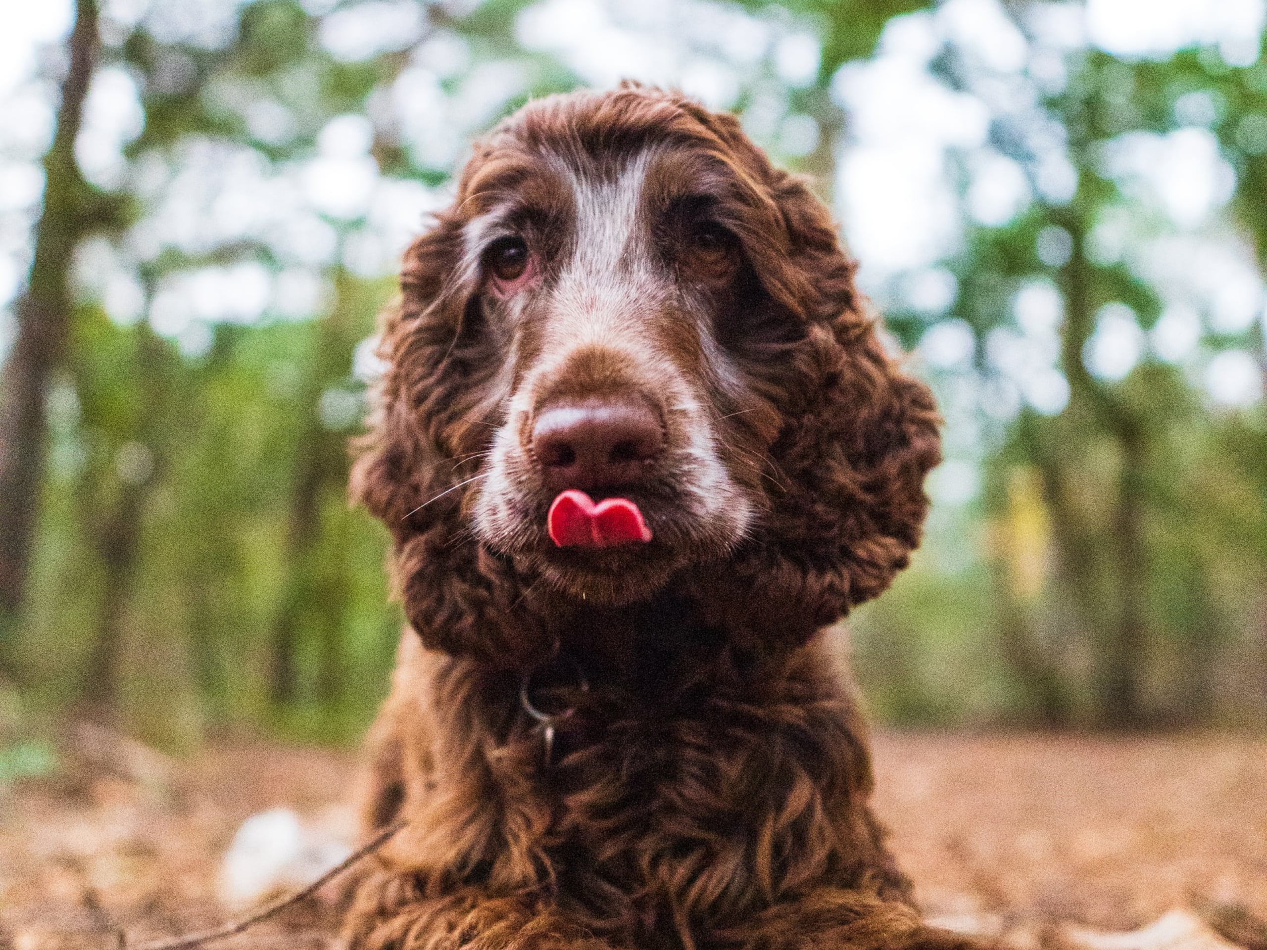 Why Do Dogs Lick Their Paws Excessively